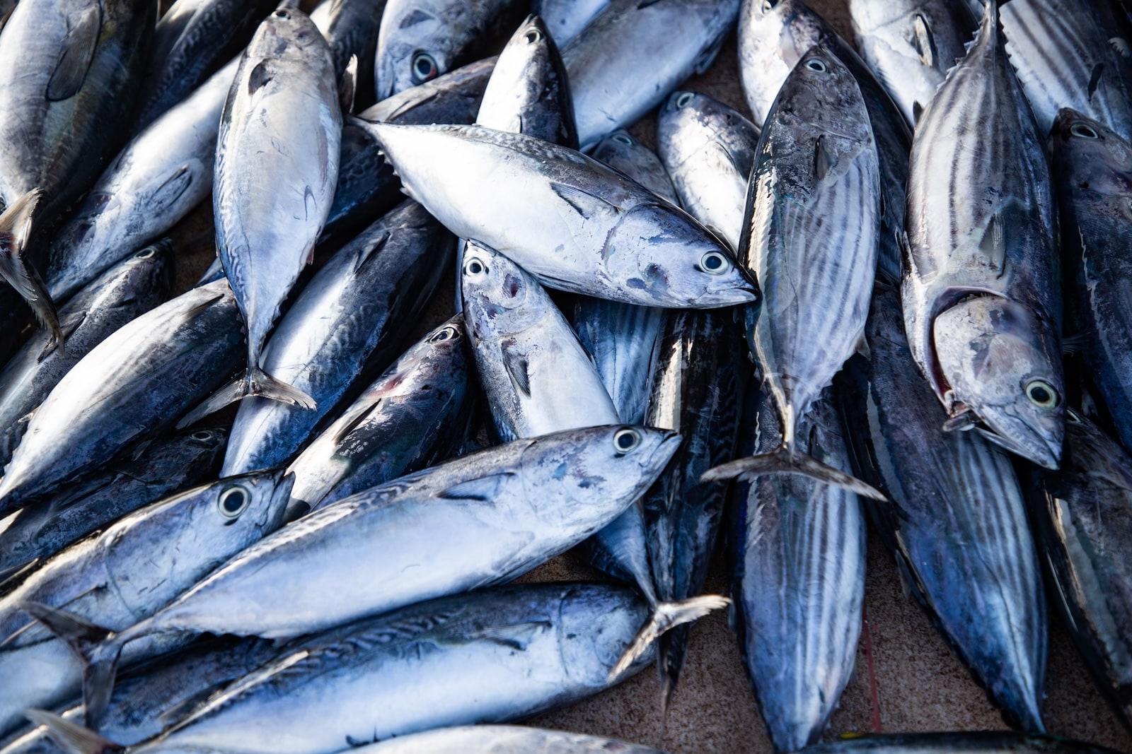 fish